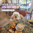 STAY(스테이) | 용인 보정동 실내 애견동반 카페 | 스테이 어도러블(Stay Adorable) 솔직 후기 🌸