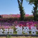 철쭉동산 이미지