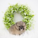 도도한강아지 이미지