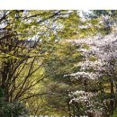 꽃피는봄이오면 이미지