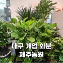 산세베리아농원 | 대구개업화분 전문 신암동 꽃집 - 제주농원