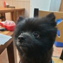 돼지네회센타 이미지