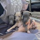 오독안심분양센터 강아지분양 고양이분양 광주점 이미지