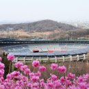 부천 원미산 진달래 축제. 이미지