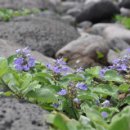 제주 송악산 해안 일제 동굴진지 이미지