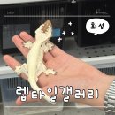 파충류샵 렙타일스테이션 | 화성 파충류샵 :: 렙타일 갤러리 후기 고퀄 크레스티드게코 도마뱀 용품 구경 겸 데이트
