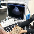 캣츠앤독스 강아지분양 고양이분양 수원점 이미지