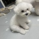 멍블리펫뷰티 이미지