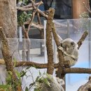 두루미공원 화장실 | 타마 동물원 :: 코알라 보러 다녀 온 타마 동물원 후기!(도쿄 동물원 추천)