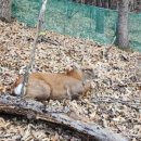 야생사슴농장 이미지