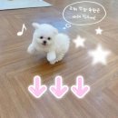 정우상가 맞은 편 | [여의도 하루순대국밥] 푸짐한 순대국밥, 국회의사당 점심맛집 후기