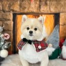 꽁꼼하개 | [인천 계양구 애견 미용] 꽁꼼하개 리얼 후기! 손이 정말 빠른 원장님의 스트레스 제로 케어