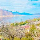 매화시장 | 2026 양산 원동 매화 축제 순매원 실시간 개화