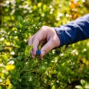 담쟁이농장 이미지