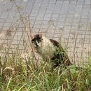 2023년 황치열X정인 콘서트 | 230616 롯데패밀리콘서트 가부자..하부자..