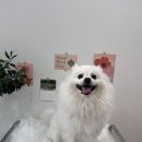 몽몽샬롱 이미지