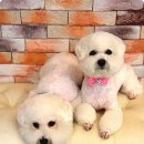 쭈니쭈니 펫살롱 이미지