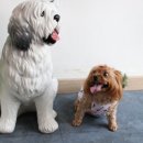 올바르개 이미지