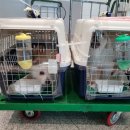 호야켄넬 이미지