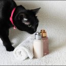 퍼스트동물병원 이미지