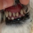 부산동물병원 제넷 | 부산 지동범 동물병원 스케일링 후기