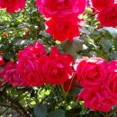 장미별장 이미지