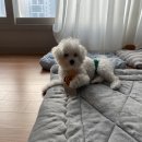 배곧도담동물병원 이미지