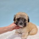 꼬똥켄넬 | 꼬똥 드 툴레아 분양 꼬똥 분양가 분양후기