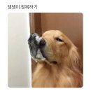 인절미