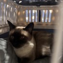 맥스동물병원 | 신부전&amp;IBD 고양이, 복용 약 종류 및 가격 비용 총 정리 (인천 송림동물병원)