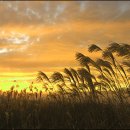 하얀노을 이미지