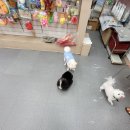 까미애견샵 이미지