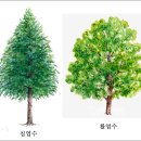활엽수
