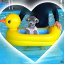 우두리 포펫 애견펜션 | 전남 여수 돌산 우두리포펫 애견펜션 독채 이용후기