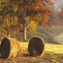 까치소리 이미지