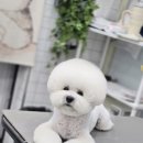 강실장펫살롱 네이버블로그