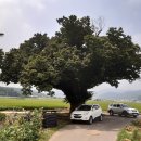 느티나무 이미지