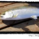 산천어낚시 이미지