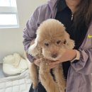 사랑스럽댕 네이버블로그