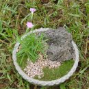 사계연화 이미지