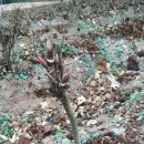 목단농장 이미지