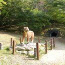 @ 가을맞이 산사 나들이 ~~ 초가을에 가면 딱 좋은 꽃무릇(상사화)의 성지, 영광 불갑산 불갑사 이미지