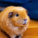 수락동물병원 이미지