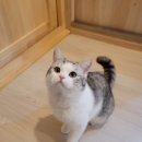 익산원펫 이미지