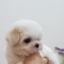 사랑애견샵 이미지