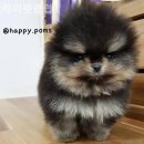 해피펫클럽 이미지