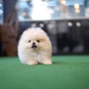 베이비몽 강아지분양 인천청라점 이미지