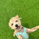 놀러오개 애견유치원 애견호텔 운정신도시점 이미지