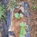20년 6월 14일(비:일)적오크라 모종 옮기고 자색옥수수*콩 심다 이미지