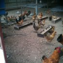 어울림농장 이미지